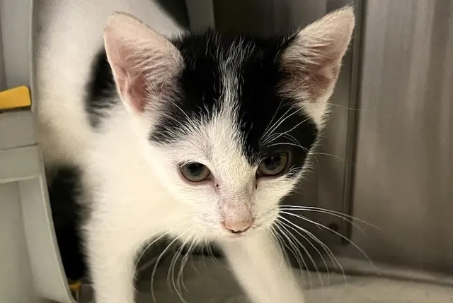 Katze | Foto: Tierheim Heilbronn (freigegeben)