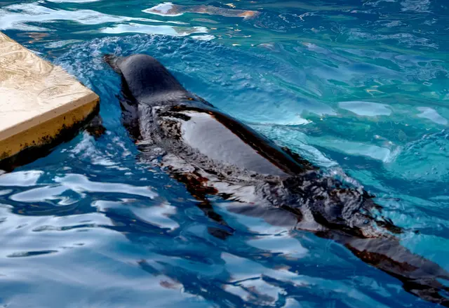 Foto: Eduard Warenik