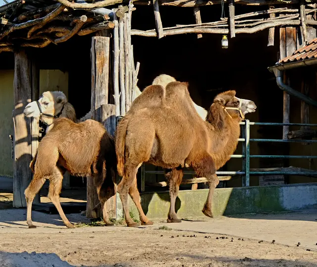 Foto: Eduard Warenik