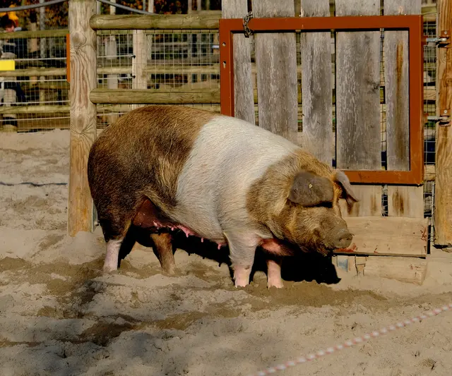 Foto: Eduard Warenik