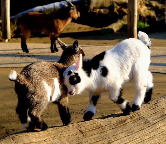 Foto: Eduard Warenik