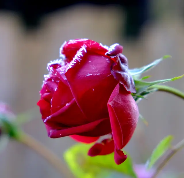 Foto: Eduard Warenik