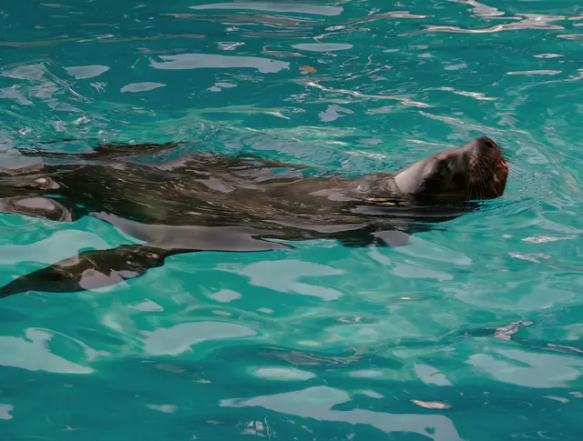 Foto: Eduard Warenik