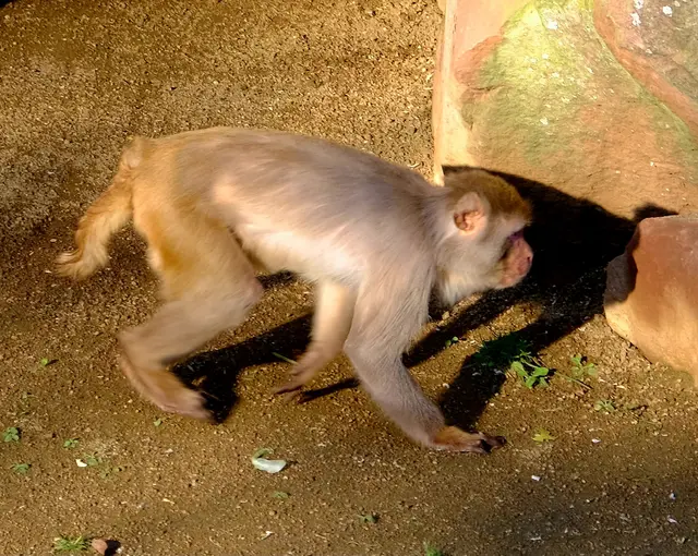 Foto: Eduard Warenik