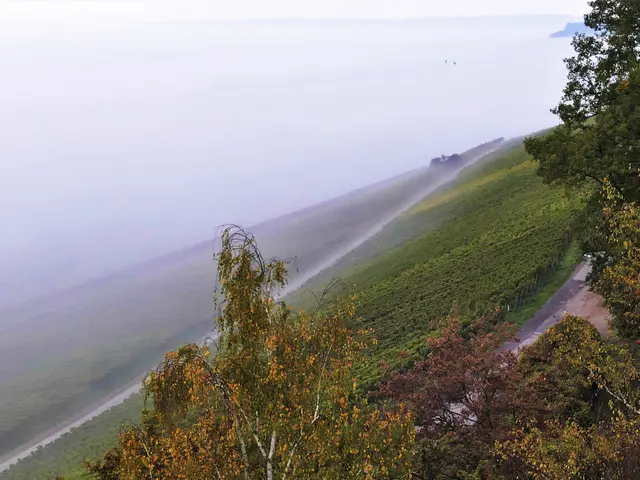 Nebel im Wengert | Foto: KHW