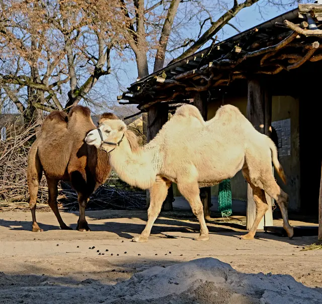 Foto: Eduard Warenik