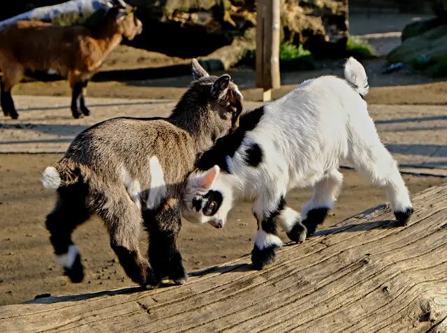 Foto: Eduard Warenik