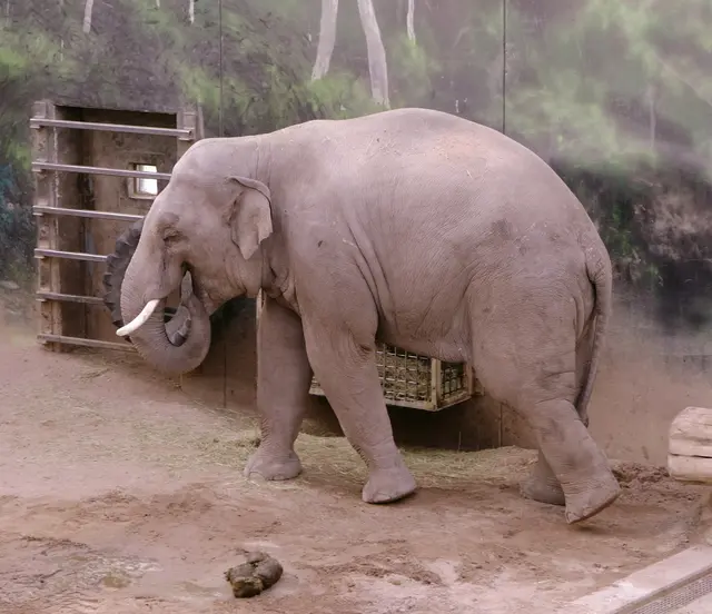 Foto: Eduard Warenik