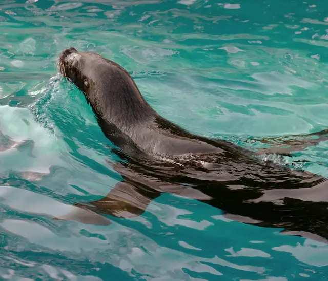 Foto: Eduard Warenik