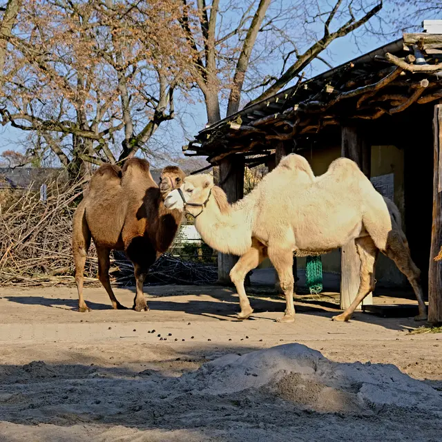 Foto: Eduard Warenik