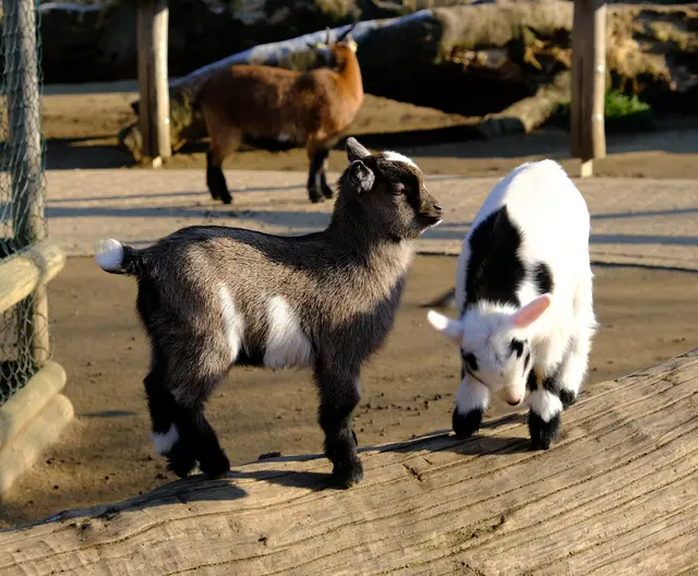 Foto: Eduard Warenik