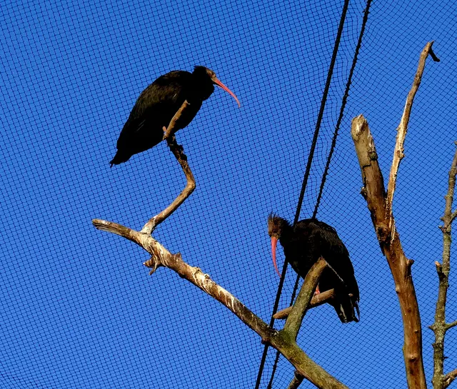 Foto: Eduard Warenik