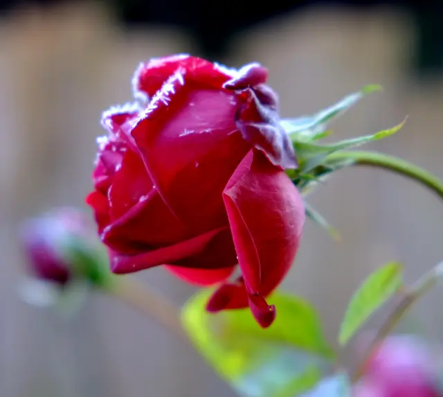 Foto: Eduard Warenik