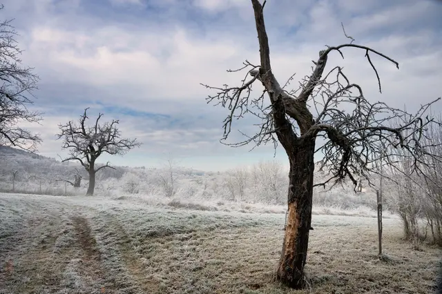 Knackkalt | Foto: G.Hölzel