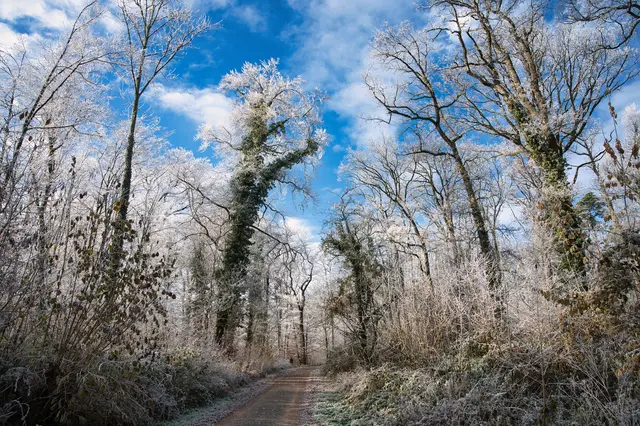 Winterwald | Foto: G.Hölzel
