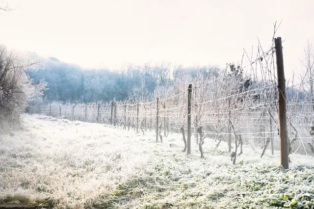 Eisweinzeit | Foto: G.Hölzel