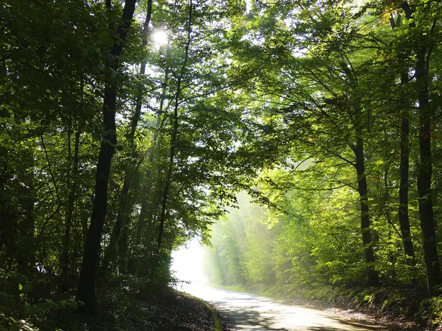 Weg ins Licht | Foto: KHW
