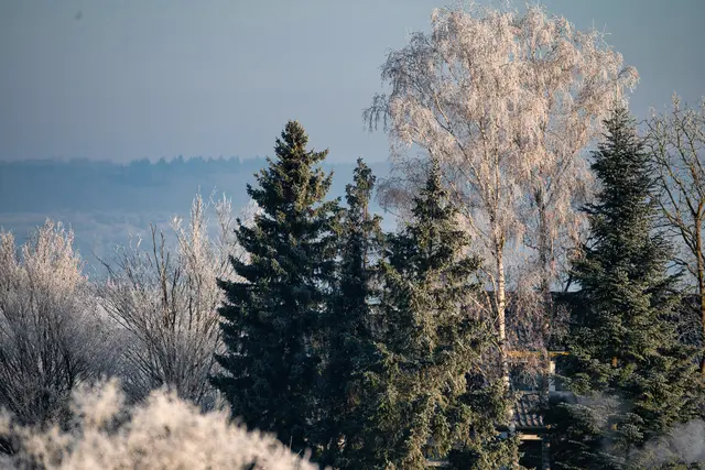 Alles gezuckert | Foto: G.Hölzel