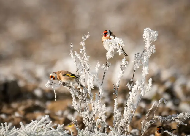 Foto: Elke Köbernick