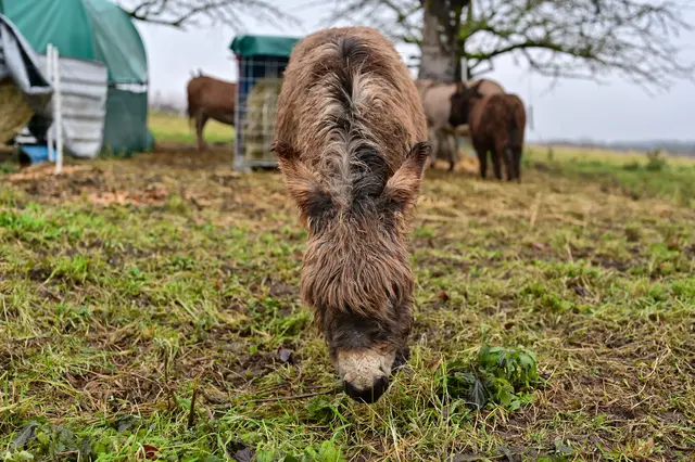 Leider wollte er nicht in die Kamera kucken. | Foto: Michael Harmsen