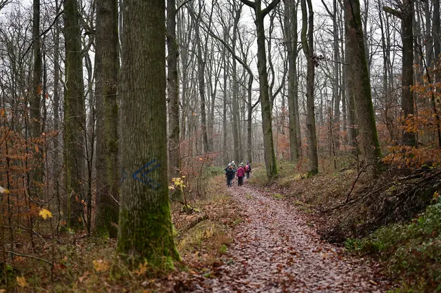 Ein schöner Waldweg am Reisberg. | Foto: Michael Harmsen