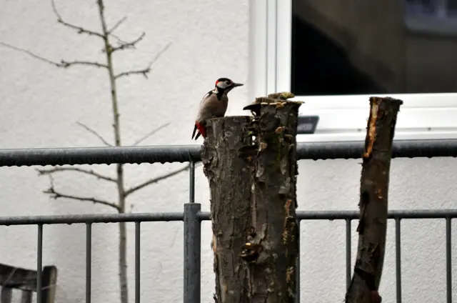 Buntspecht in Nachbars Garten | Foto: Daniela Somers