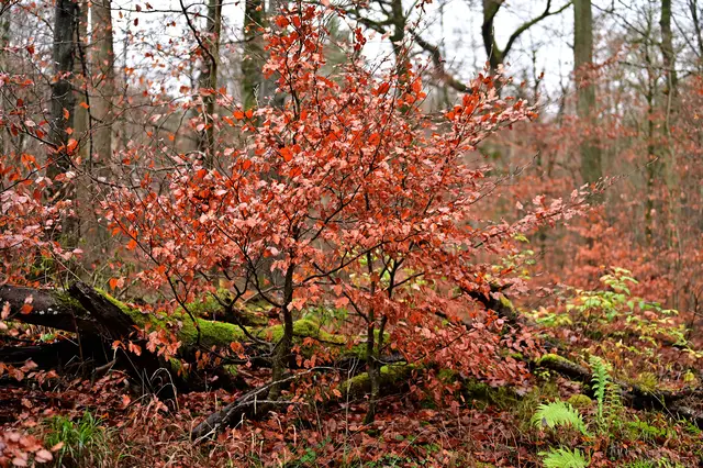 Der Himmel grau, aber im Wald gab es noch ein bisschen Farbe. | Foto: Michael Harmsen