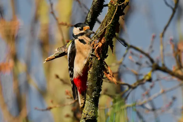 Ein Buntspecht in der Streuobstwiese. | Foto: Michael Harmsen