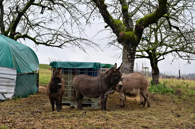 Was für knuffige Kerlchen. | Foto: Michael Harmsen