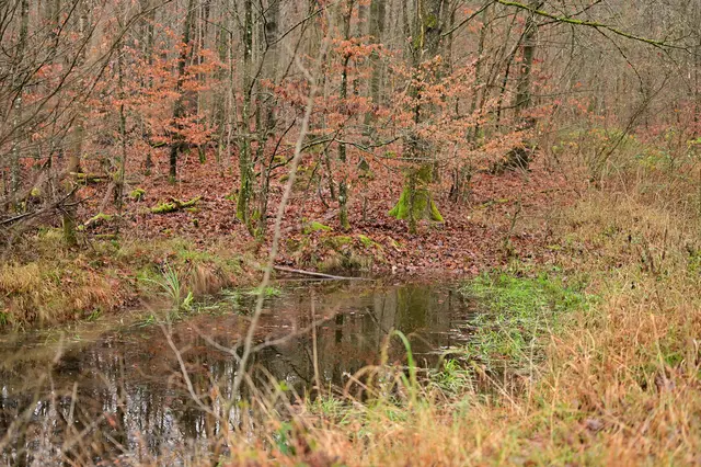 Am Reisberg gibt es viele kleine Tümpel mit Wasser. Gut für den Wald in Trockenzeiten. | Foto: Michael Harmsen