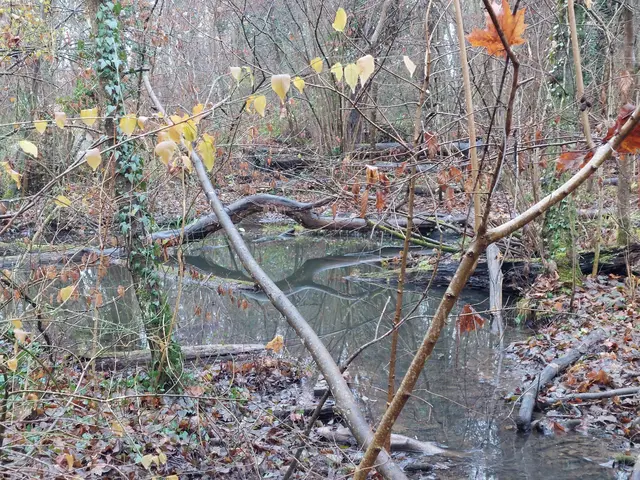 Verwunschen-sumpfig-morastig-mystisch präsentieren sich die gefluteten Flächen neben dem Bächle im Köpfertal. | Foto: Foto privat