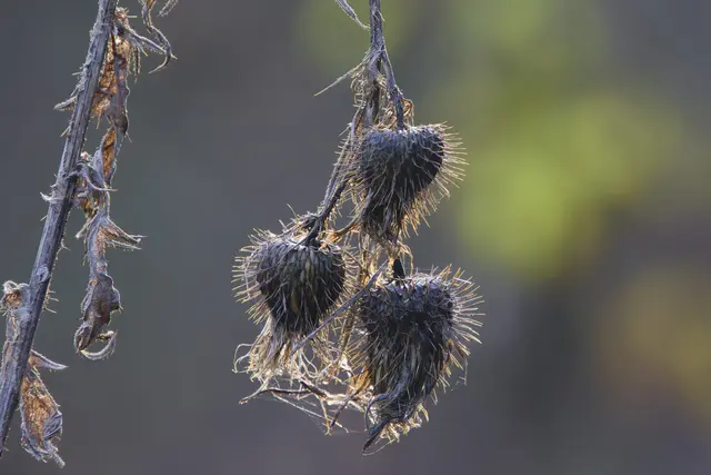 Die verblühten Karden sind ein schönes Fotomotiv. | Foto: Michael Harmsen