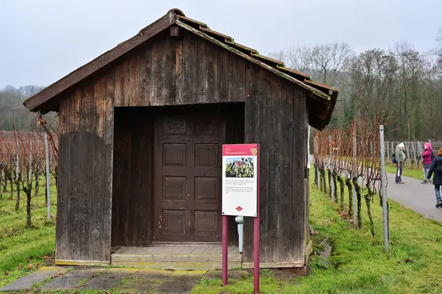 Wenn es so weitergeht mit dem Wengertsterben, wird es bald auch keine Wengerthäuschen mehr geben. | Foto: Michael Harmsen
