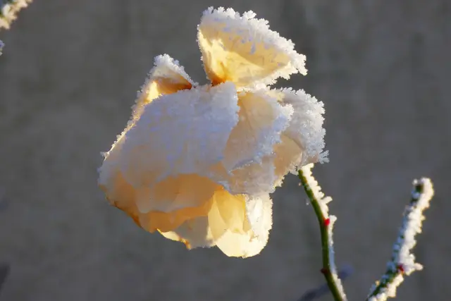 Selbst die eingefrorene Rose strahlt auf | Foto: Konrad Schomerus