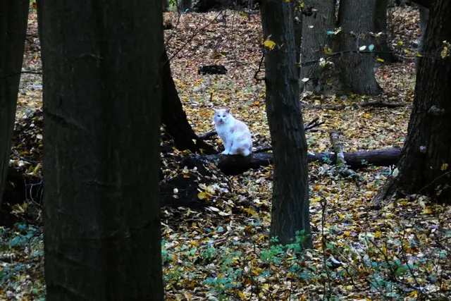 Auch mitten im Wald wärmen ihre Strahlen die Katze | Foto: Konrad Schomerus
