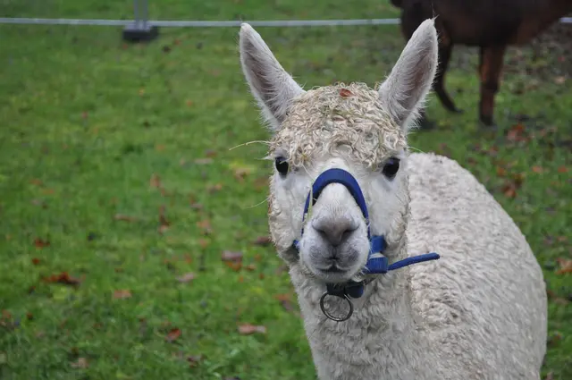 Niedlich. Wir sehen uns nächstes Jahr wieder, bei hoffentlich schönerem Wetter. | Foto: Daniela Somers