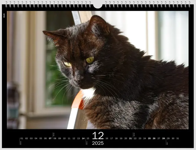 Auf seiner Ausguck-Leiter | Foto: WKY