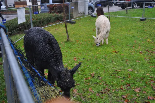 Die drei waren gut mit fressen beschäftigt. | Foto: Daniela Somers