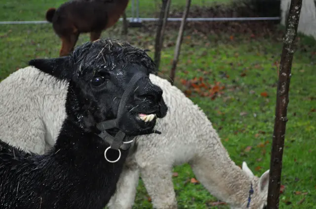 So ein Sauwetter. Aber auch wenn die Alpakas total nass ausgesehen haben, ihnen scheint es überhaupt nichts auszumachen. Da perlt der Regen ab und die Unterwolle bleibt trocken. | Foto: Daniela Somers
