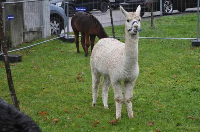 Dieses Jahr wohl zum ersten Mal dabei. Die 3 Alpakas die im Ort wohnen. | Foto: Daniela Somers