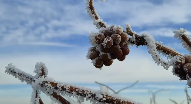 Foto: Karin Grimmel-Berggötz 