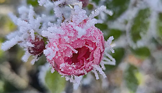 Foto: Karin Grimmel-Berggötz 