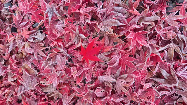 Foto: Karin Grimmel-Berggötz 