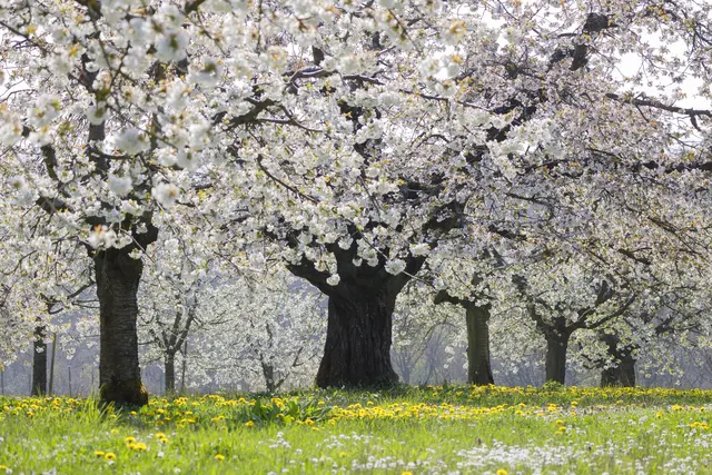Frühling | Foto: c uschipohl