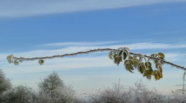 Foto: Karin Grimmel-Berggötz 