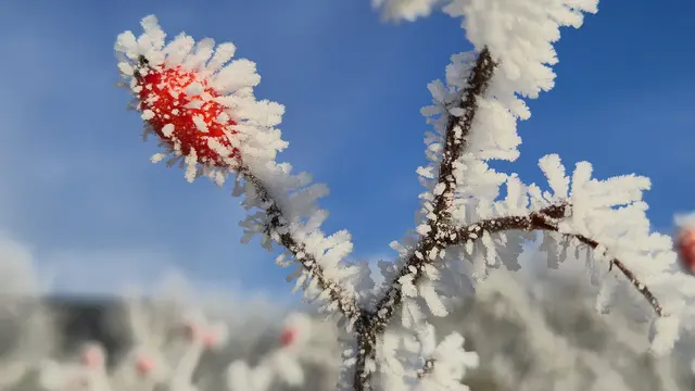 Foto: Karin Grimmel-Berggötz 
