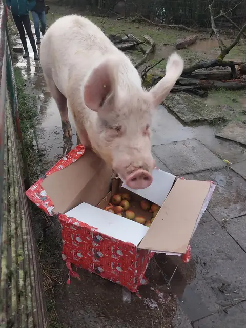 Foto: Leintalzoo Schwaigern