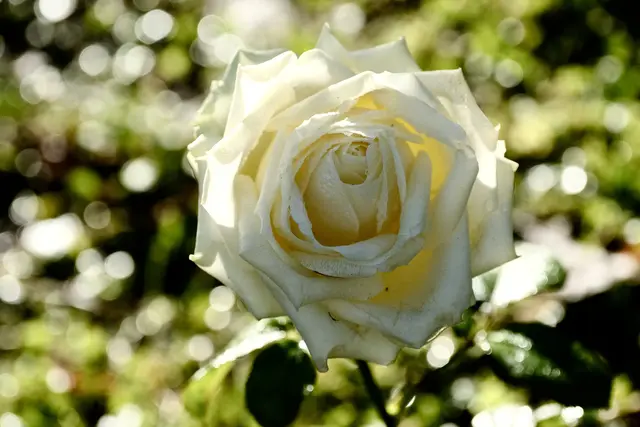 Foto: ED
