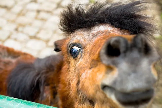 Foto: Leintalzoo Schwaigern