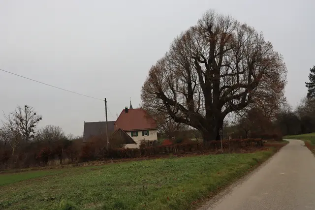 Über 500 Jahre alte Linde in Neusaß | Foto: Marga Specht